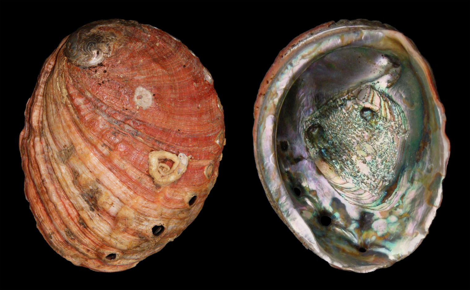 Red abalone shells (Haliotis rufescens) showing the rough outer surface and colourful, iridescent mother-of-pearl interior.