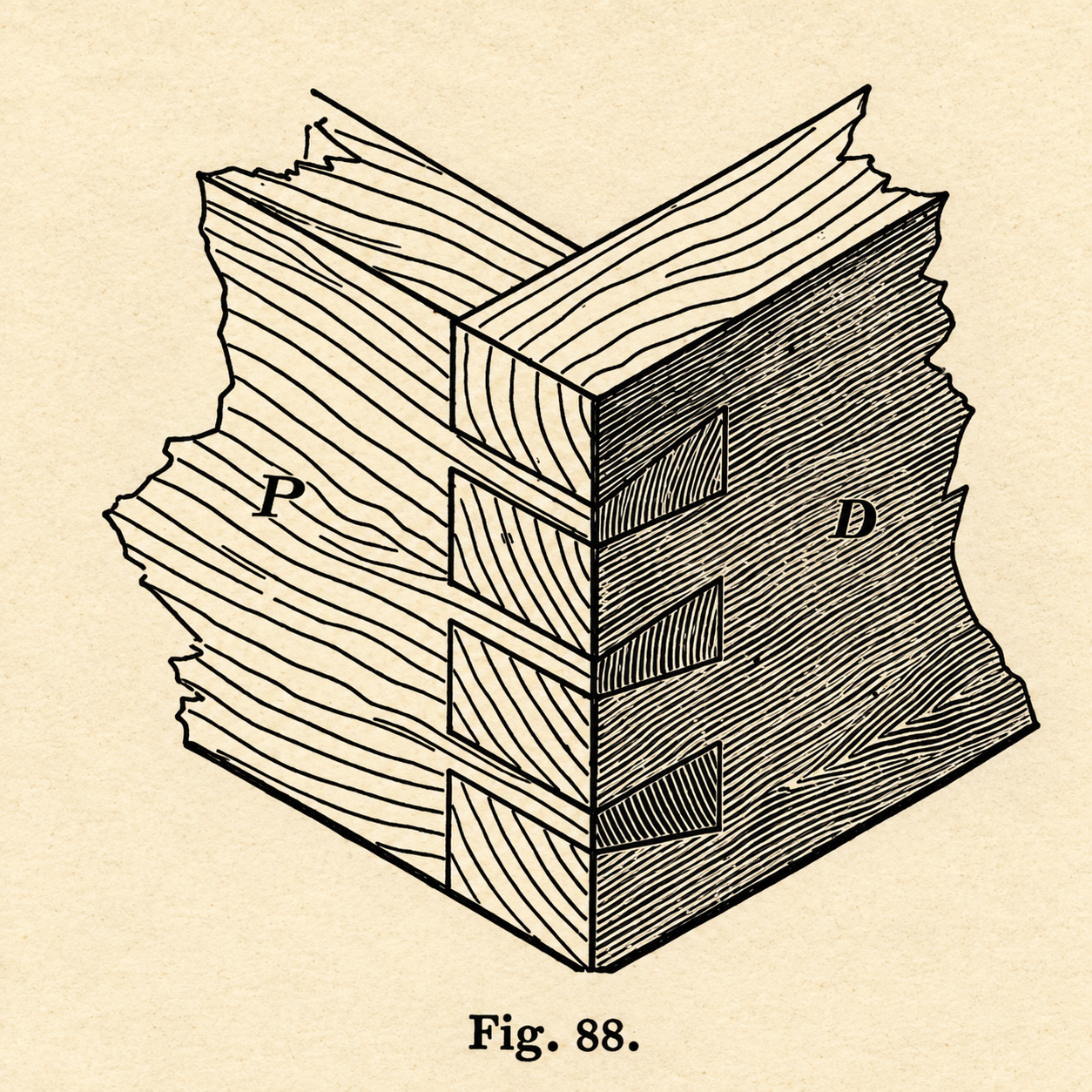 An assembled through dovetail joint, showing the interlocking pins and tails.